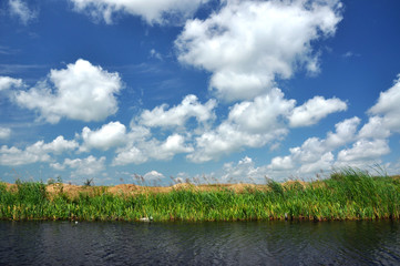 Waterline in the Danube delta, Romania