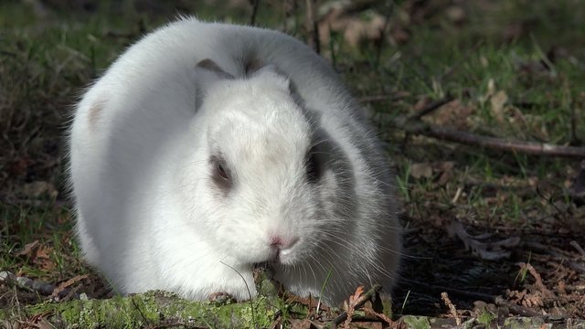 Wei&szlig;es Kaninchen liegt und schl&auml;ft auf der Wiese