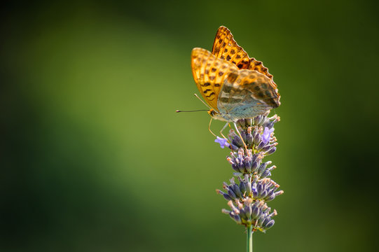 Beautiful colorful orage butterfly fritillary collects nectar on last drying lavender flowers on natural green background