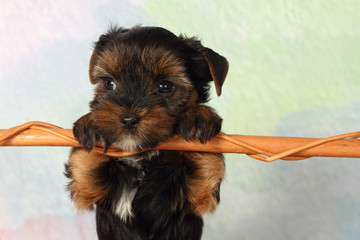 Yorkshire Terrier puppy