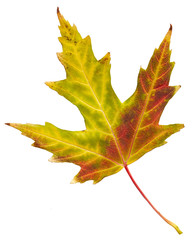 Maple autumn leaf