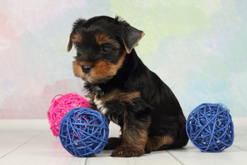 Yorkshire terrier puppy