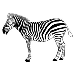 Zebra, vector format