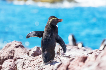 Rockhopper
