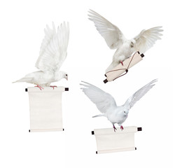 three flying isolated doves with white scroll