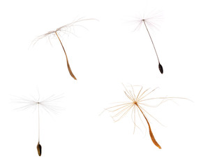 set of four dandelion seeds isolated on white