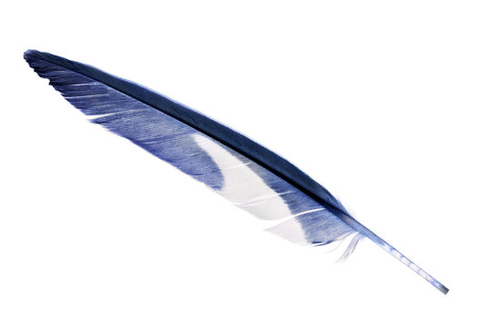 blue parrot feather isolated on white
