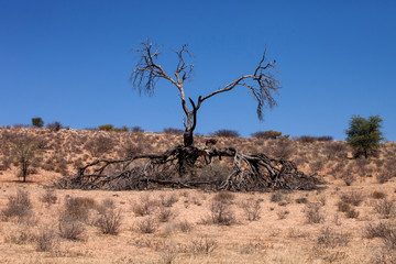 dry tree in the Kalahari Desert