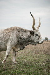 Specific species hungarian gray cattle stands and grazing in the dry autumn stubble pasture
