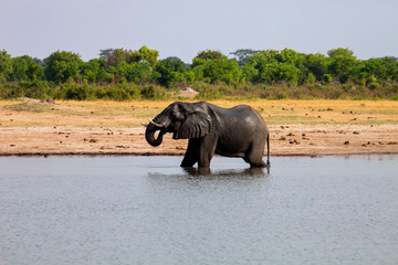 African elephant,  in the waterhole, Hwange , Zimbabwe
