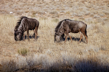 Fototapeta na wymiar Wildebeest,Connochaetes taurinus, Kalahari, South Africa