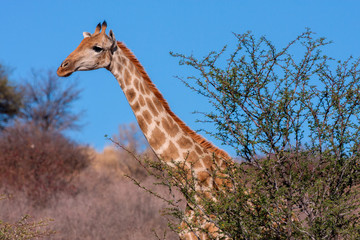 Portrait of South African Giraffe Giraffa camelopardalis Giraffe