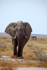Fototapeta premium large solitary bull African elephant