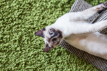 Obraz premium Siamese cat