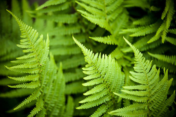 Natural green young ostrich fern or shuttlecock fern leaves (Matteuccia struthiopteris) on each other © Szabolcs Csehak