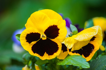 Colorful pansy garden flower in wooden barrel holder on green blurred background