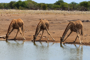 Giraffes