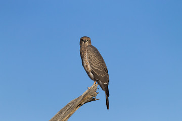 Southern Pale Chanting Goshawk