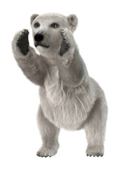 Obraz premium Baby Polar Bear