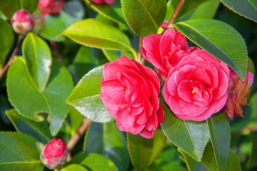 Camélias bicolores en fleurs et en boutons