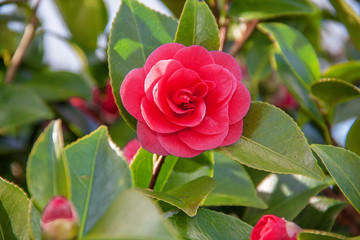 Camélias rouges en fleurs et en boutons