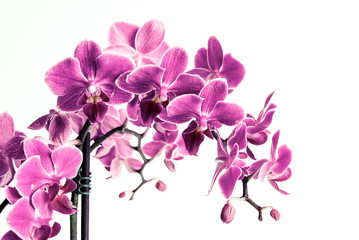 Beautiful vivid purple orchid flower cluster isolated on white background, the pantone color of the year 2014, Radiant Orchid 18-3224 colored 