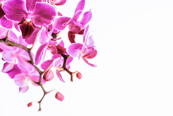 Fototapeta na wymiar Beautiful pinky purple orchid flowers cluster isolated on white background, the pantone color of the year 2014, Radiant Orchid 18-3224 colored