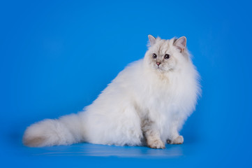 Fototapeta na wymiar white fluffy cat on a blue background isolated