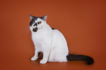 Scottish shorthair cat on a colored background isolated
