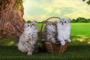 Fototapeta na wymiar Persian kittens playing in a summer sunny day on the grass under