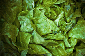 Fresh vivid green crispy wet healthy spring lettuce leaves close up image