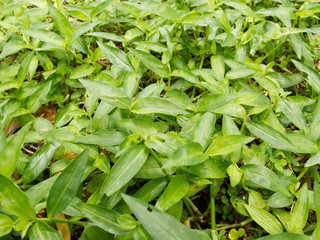 Obraz premium Fresh green grasses on ground