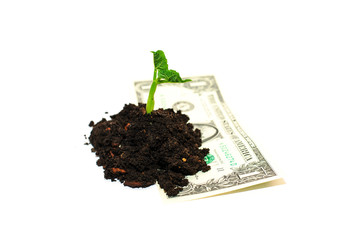 The plant grows from a pile of soil and banknote on a white back