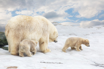 white polar she-bear with two bear cubs goes on snow