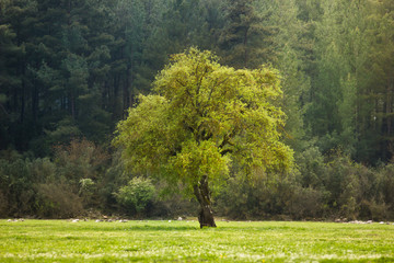 big green lonely tree on the field