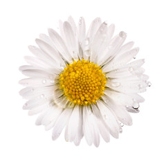 white daisy flower with dew drops