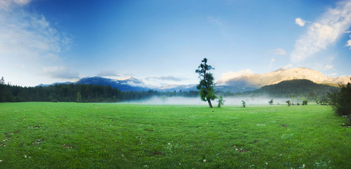 Obraz na płótnie Canvas big green lonely tree on the field at foggy sunrise
