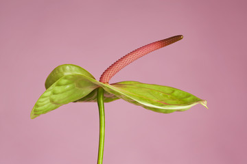 Anthurie vor pinken Hintergrund