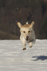 Hündin Spielt Im Schnee