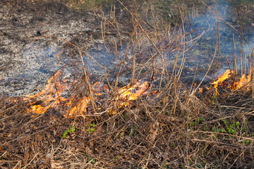 Forest fires