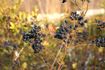 Ligustrum Vicaryi - autumn berries