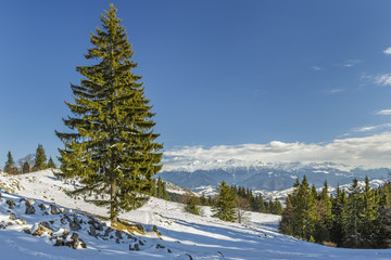 Wintry landscape with solitary fir tree in a snowy meadow.