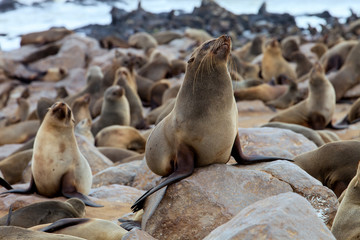 Obraz premium huge colonies Brown fur seal,Namibia