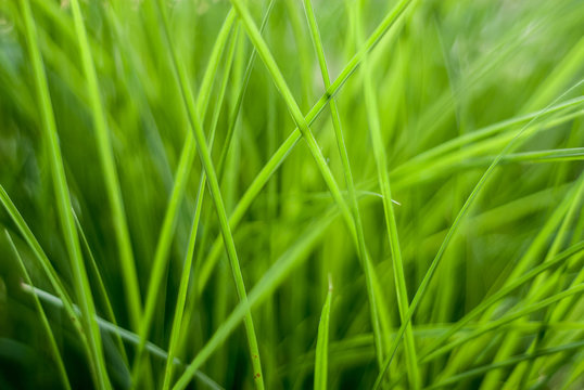 Fresh green grass close up background image
