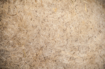 Pig fur close up background image