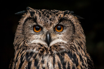Orange eyed brown eagle owl (Bubo bubo) portrait on dark background