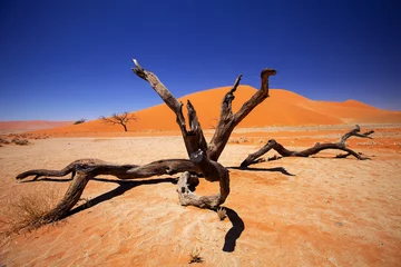 Fotobehang droge boom Sossusvlei, Namibië © vladislav333222