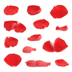 Red rose flower petals set isolated