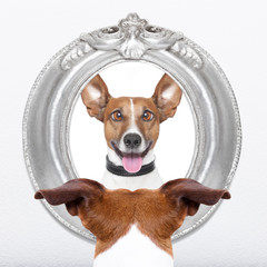 dog at the mirror