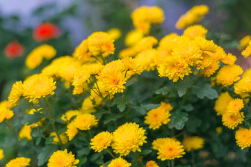 Yellow autumn chrysanthemum with green leaves